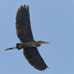 Fototapeta premium Purple Heron (Ardea purpurea).Widespread in Europe, Asia, and Africa, preferring dense reed beds near water for nesting. Feeds on fish, rodents, and insects. Classified as 
