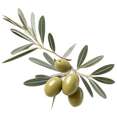 olive branch isolated on transparent background