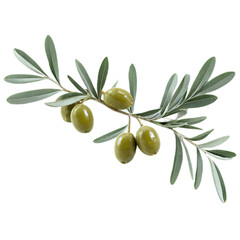 olive branch isolated on transparent background