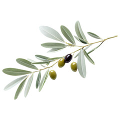 olive branch isolated on transparent background