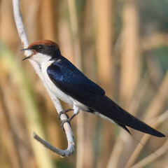 Wire-tailed Swallow (Hirundo smithii).

Small, elegant bird with long, wire-like tail streamers....