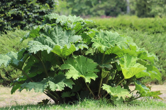 Gunnera manicata known as Brazilian giant rhubarb. Close up.