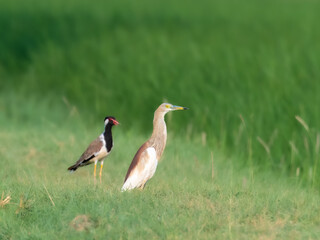 Striking wildlife photograph captures two iconic birds of South Asia the Red-wattled Lapwing (Vanellus indicus) and the Indian Pond Heron (Ardeola grayii) in their natural wetland farmland habitat