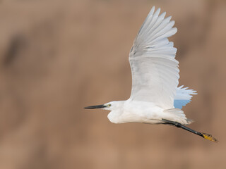 Little Egret (Egretta garzetta).

Small, elegant heron with all-white plumage and black legs. Found in wetlands and coastal areas, it feeds on fish and invertebrates by wading through shallow waters.