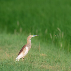 Indian Pond Heron (Ardeola grayii).

A common bird in plains of Pakistan. Breeding birds are quite beautiful.