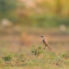 Long-tailed Shrike (Lanius schach).

The Shrikes are called “Butcher Birds” for their habits of hanging their prey on thorns etc. Bold bird, black mask, long tail. Hunts insects, small animals
