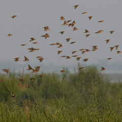 Rosy Starling (Pastor roseus)

Vibrant pink and black migratory bird. Insectivorous, seen in large flocks. Perfect for dynamic wildlife photography. Severely hunted in Pakistan
