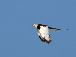 Pheasant-tailed Jacana (Hydrophasianus chirurgus).

Migrates long distance,different breeding,non-breeding plumage.Walks on floating vegetation,water lilies. Pond,lakes.Females mate with multiple male