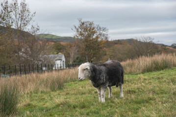 Obraz premium Herdwick sheep on the fells in Cumbria