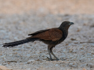 Greater Coucal (Centropus sinensis)
In Pakistan, found throughout the plains. Its booming call is...