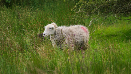 Fototapeta premium Herdwick sheep grazing in a field of green grass in the countryside of Cumbria, Lake District.
