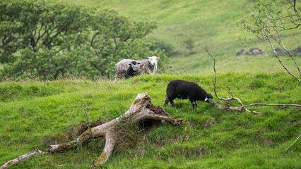 Herdwick sheep grazing in a field of green grass in the countryside of Cumbria, Lake District.
