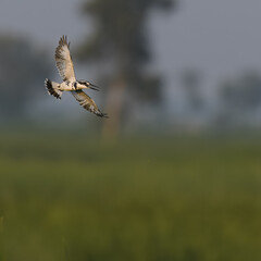 Pied Kingfisher (Ceryle rudis)

Common widespread Kingfisher in Pakistan. It hovers in the air to look for fish to hunt. In Pakistan, often seen on Indus River and other wetlands, rivers.