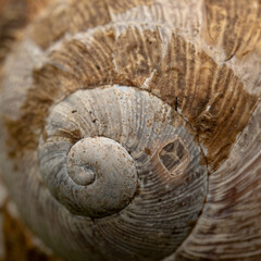 Close up of a snail shell forming a spiral, common snail. Maco close up image of a snail shell.