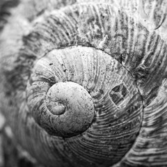 Close up of a snail shell forming a spiral, common snail. Maco close up image of a snail shell.