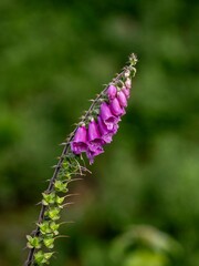 A vertical shot of purple common foxglove flowers in daylight in a blurred background