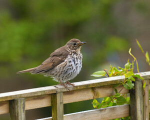 Song thrush sitting on a garden fence.