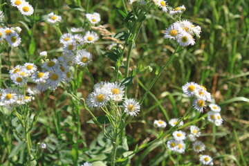 daisies in a meadow