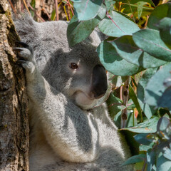 Cute Koala sitting on a tree and clinging to the tree trunk