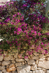 old stone wall with flowers