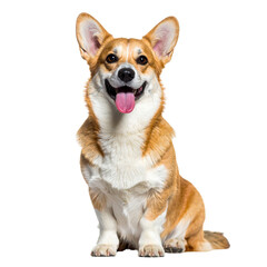 Smiling Pembroke Welsh Corgi Sitting Upright with Tongue Out, Isolated on White Background