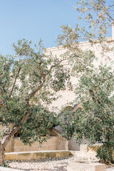 olive trees in an old italian city