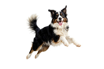 Fototapeta premium Joyful Australian Shepherd Leap: A vibrant Australian Shepherd dog with a tri-color coat joyfully leaps mid-air, showcasing its energy and playful nature.