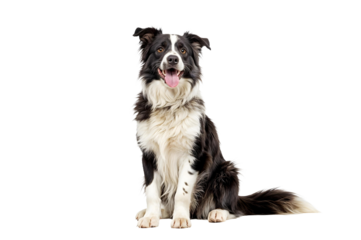 Elegant Collie in Full Pose: Captivating shot of a beautiful collie. It sits patiently, exhibiting an air of attentiveness and elegance.