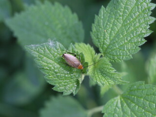 ladybug on leaf