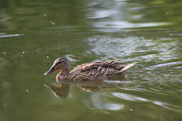 great crested grebe