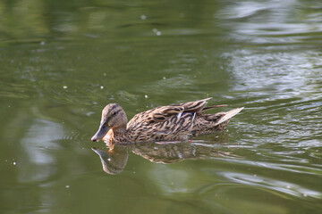 duck in the water