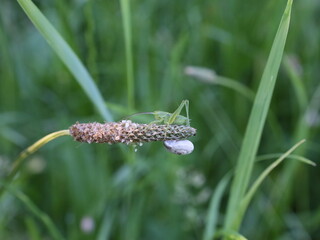butterfly on a grass
