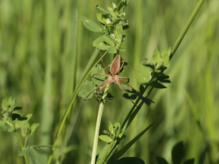 green grass and bee