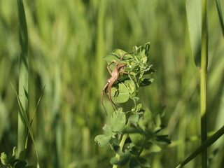 green grass in a field