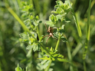 ant on a flower