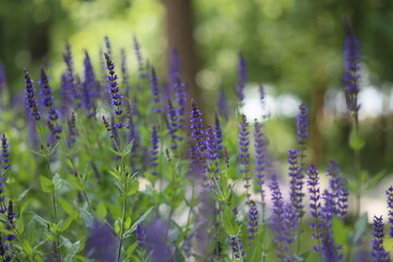lavender in the field