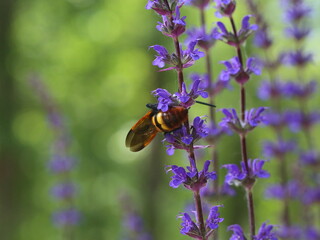 bee on a flower
