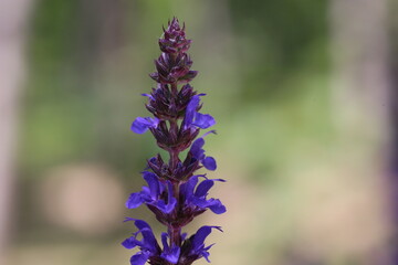 bee on lavender