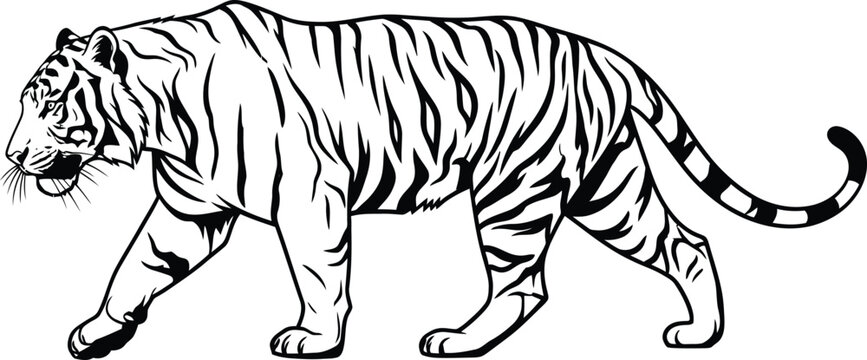 A black and white line drawing of a tiger walking with its tail curled and stripes all over body on transparent background silhouette