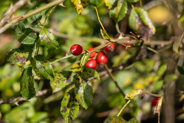 Vitamin C source: rosehips for tea or jam