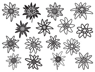 EDELWEISS FLOWER SILHOUETTE