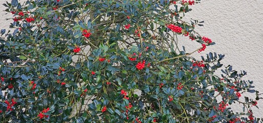 Vibrant Green Holly Bush with Red Berries
