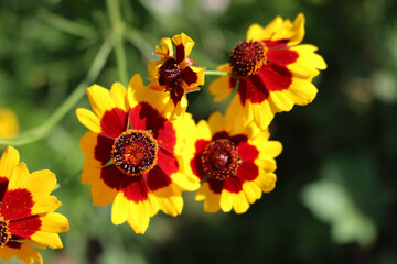 Close-up of yellow and brown Indian blanket flower. Gaillardia plant in bloom on summer in the meadow