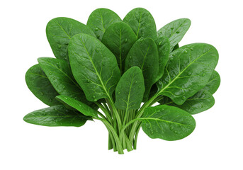 Isolated Bunch of Fresh Spinach with Water Droplets