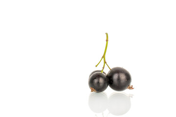 Ripe black currant isolated on white background, macro.