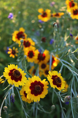 Close-up of yellow and brown Indian blanket flower. Gaillardia plant in bloom on summer in the...