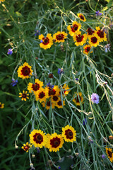 Close-up of yellow and brown Indian blanket flower. Gaillardia plant in bloom on summer in the...