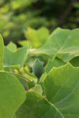 Close-up of Liriodendron tulipifera tree with green blossom on branch, also called tulip tree on springtime