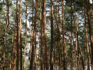 tall trees in the forest