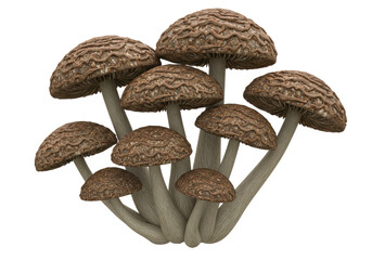 Isolated Cluster of Honey Fungus Mushrooms